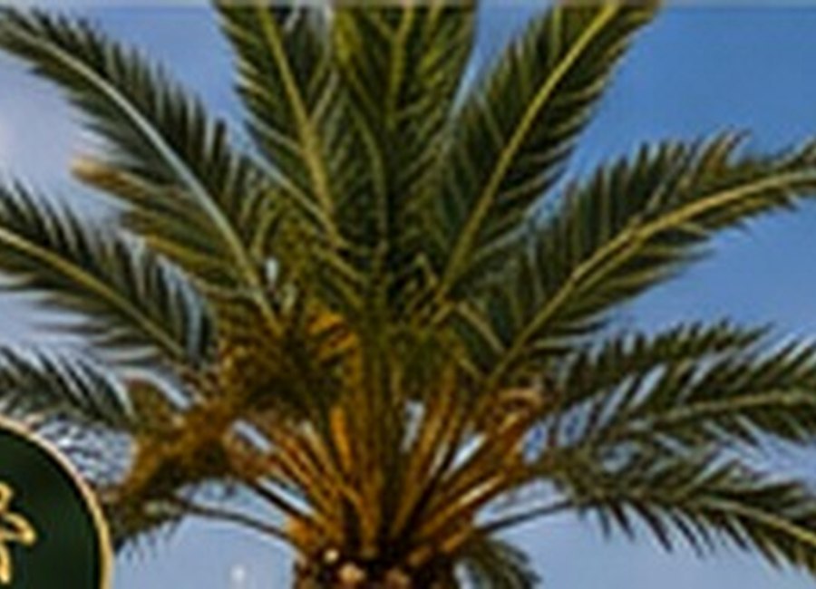 Poda de palmeras y árboles