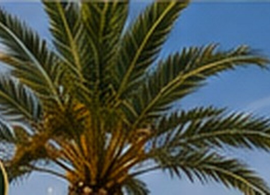 Poda de palmeras y árboles