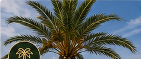 Poda de palmeras y árboles